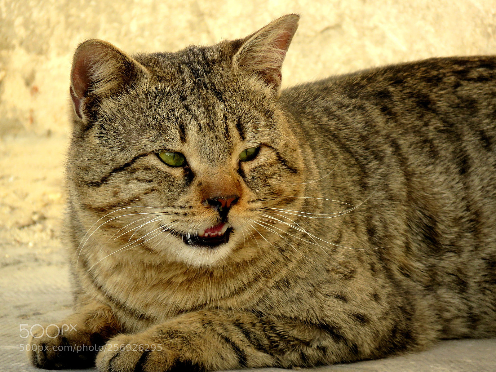 Canon PowerShot SX60 HS sample photo. Cat photography