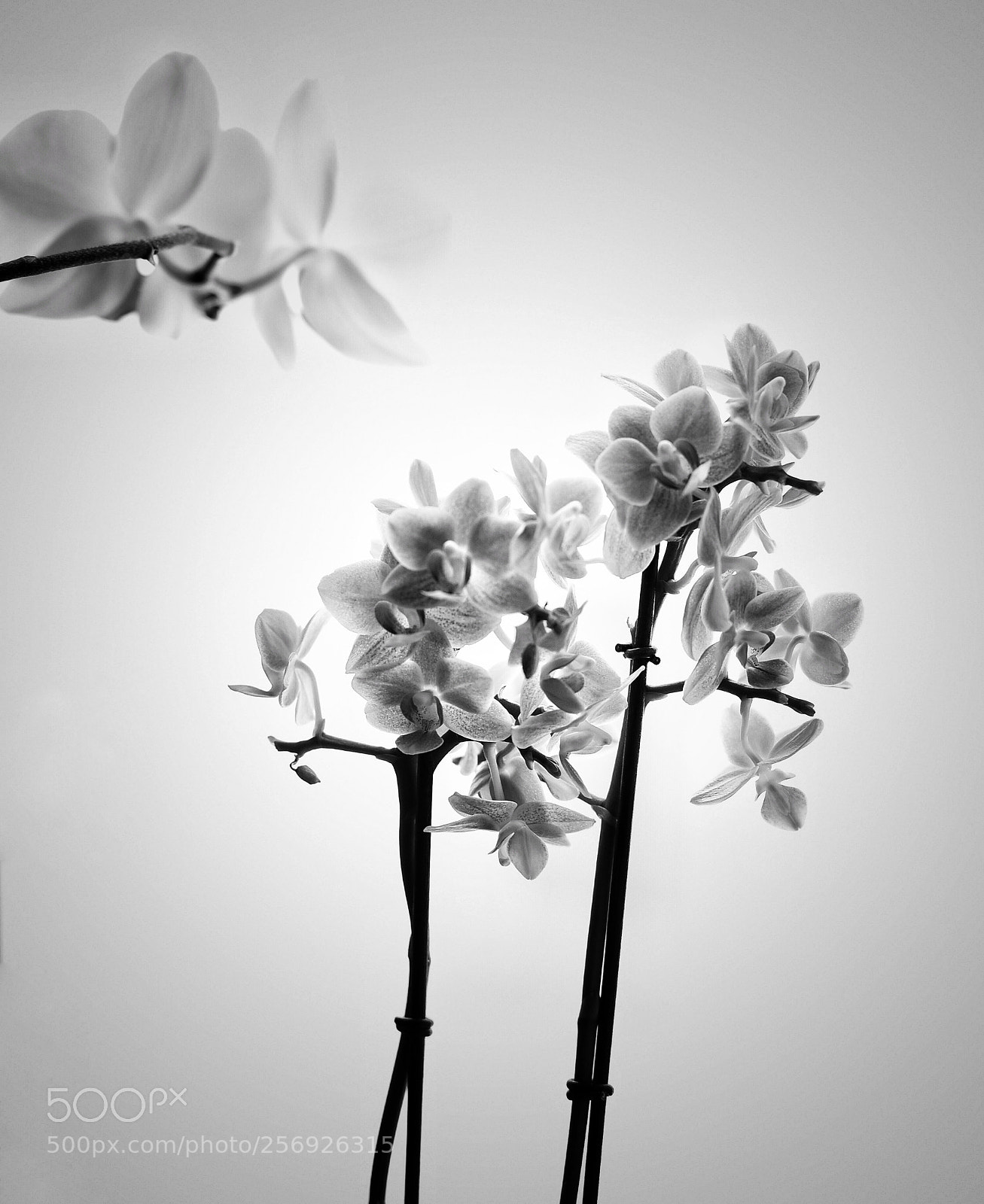 Nikon D750 sample photo. Untitled photography
