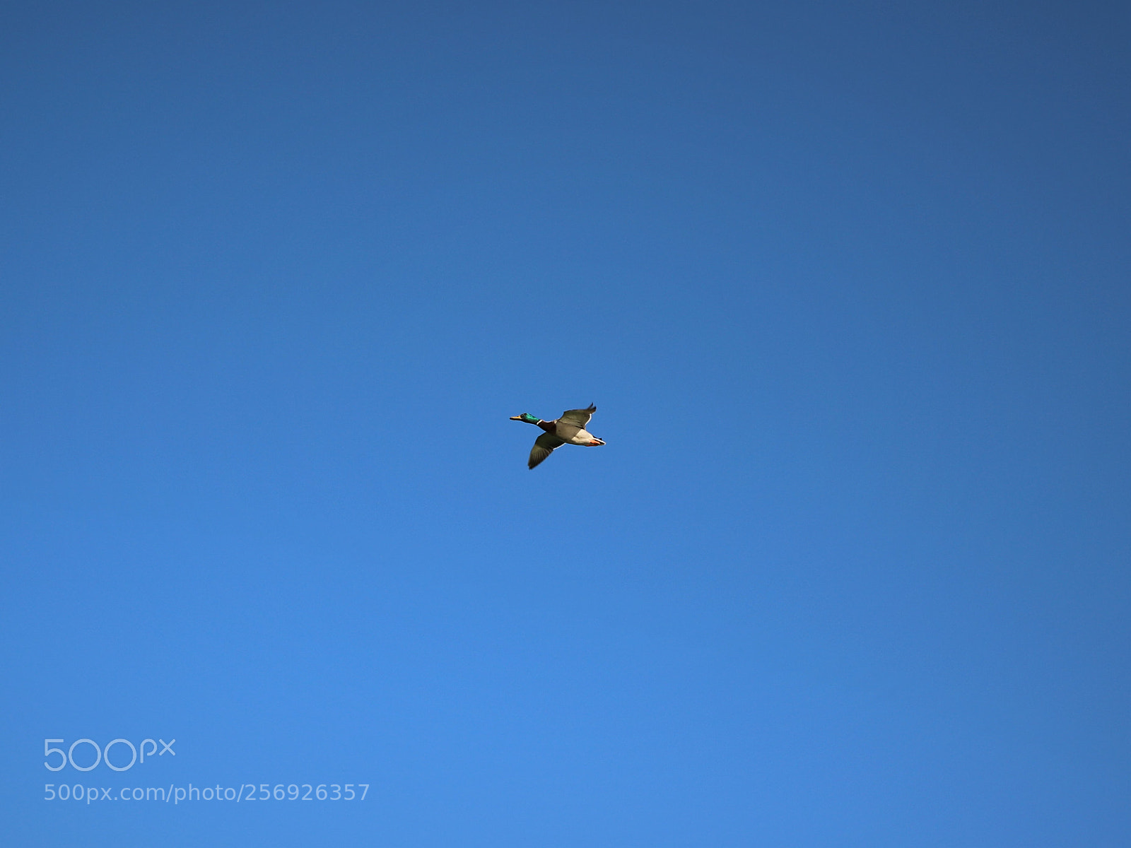 Canon EOS 6D Mark II sample photo. Flight photography