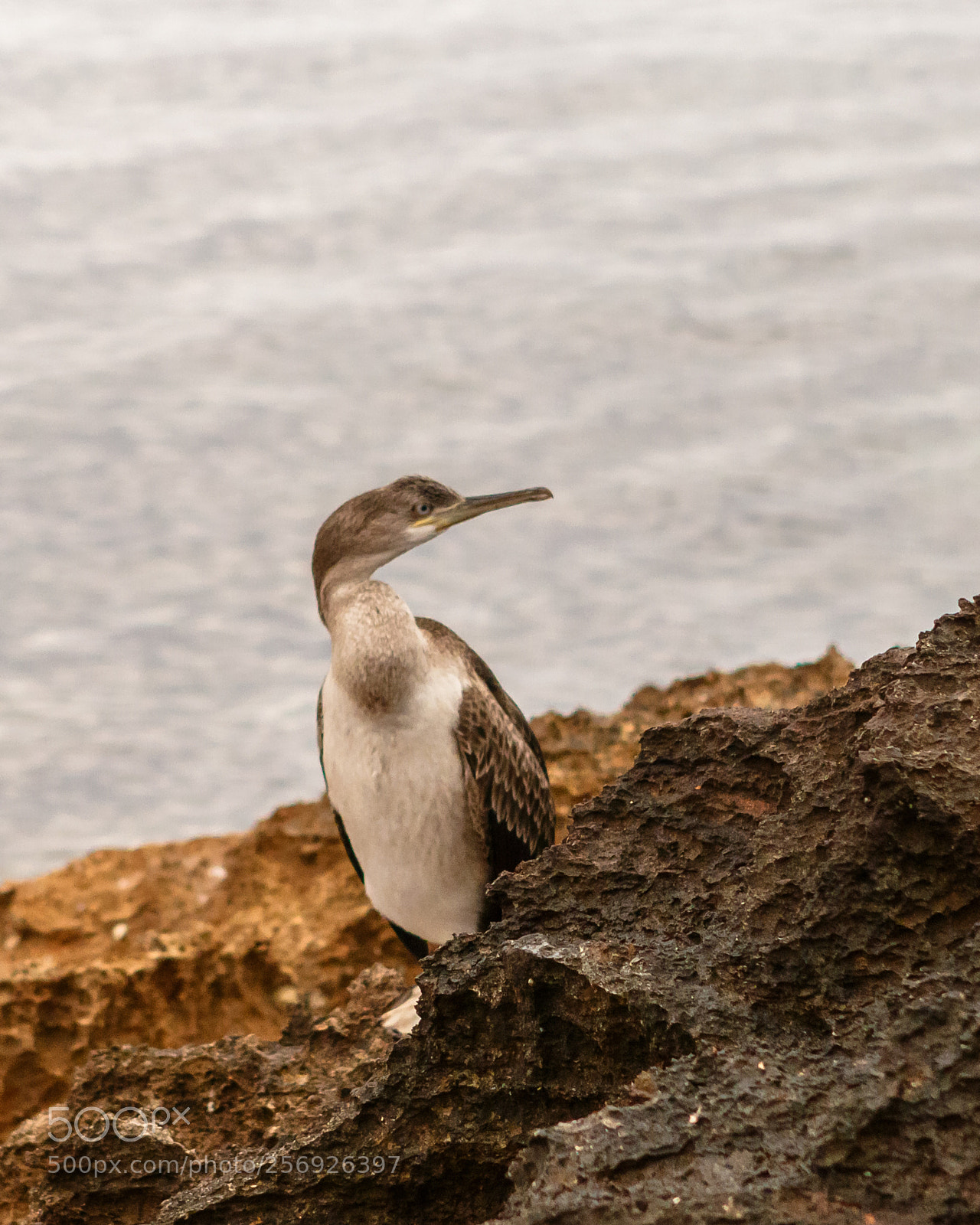 Canon EOS 70D sample photo. Mediterranean cormorant photography