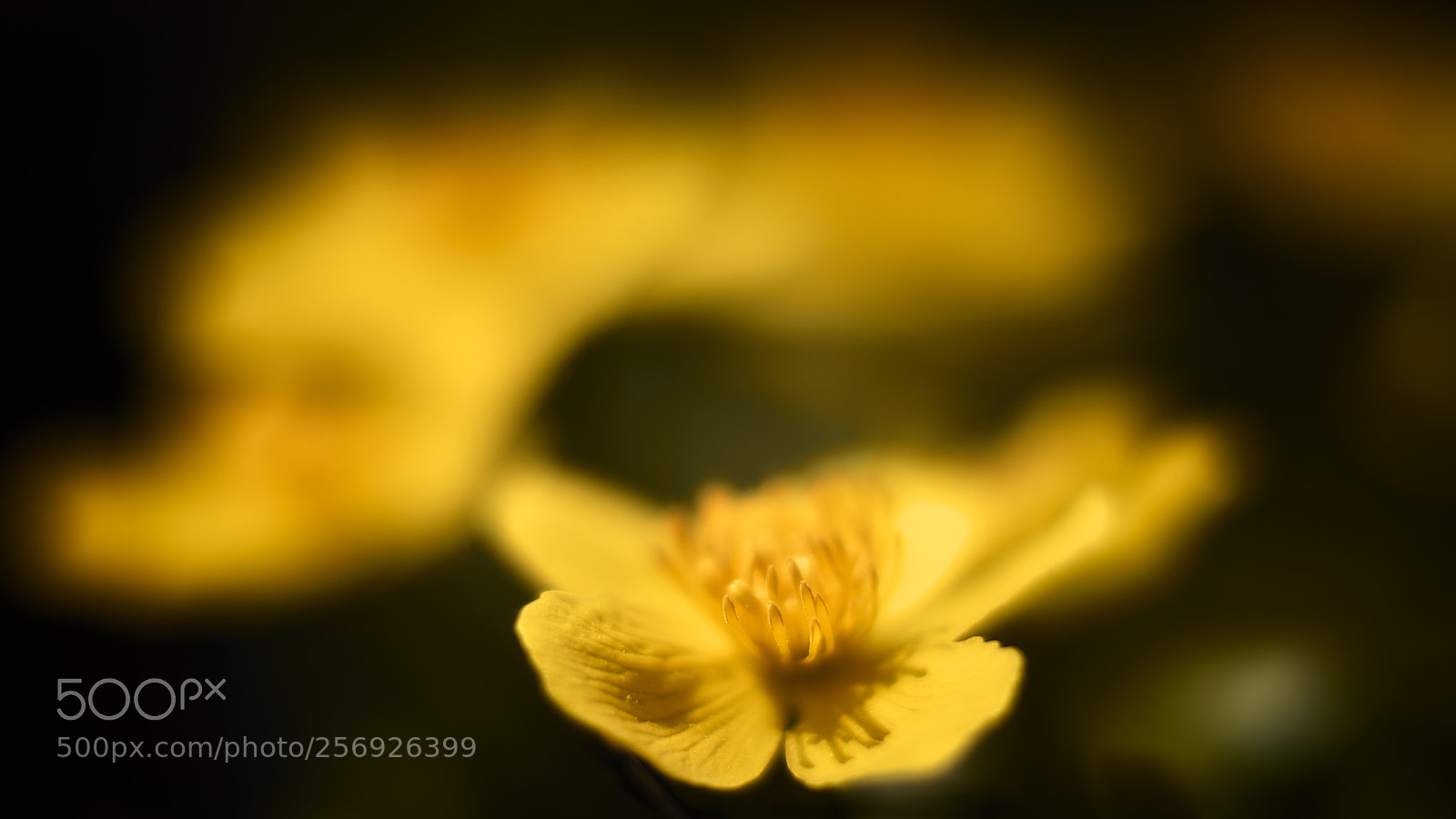 Nikon D800E sample photo. Yellow overdose photography