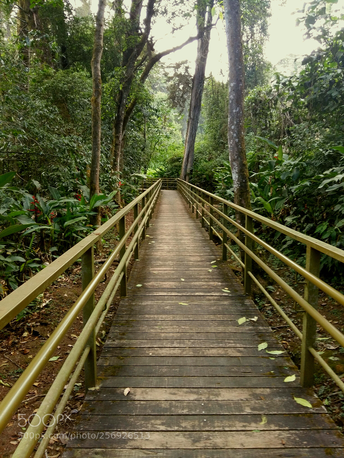 Samsung Galaxy A5 sample photo. Small forest photography