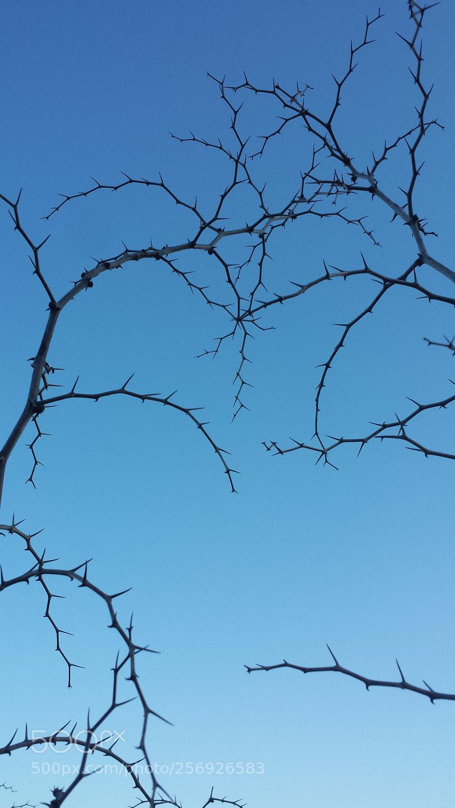 Samsung Galaxy S4 sample photo. Untitled photography