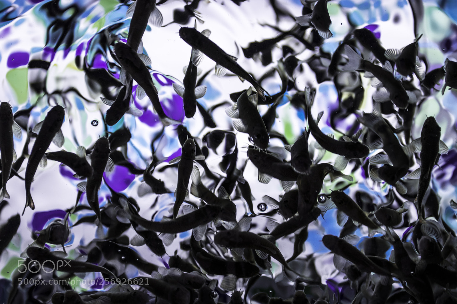 Canon EOS 80D sample photo. Fishy mess photography