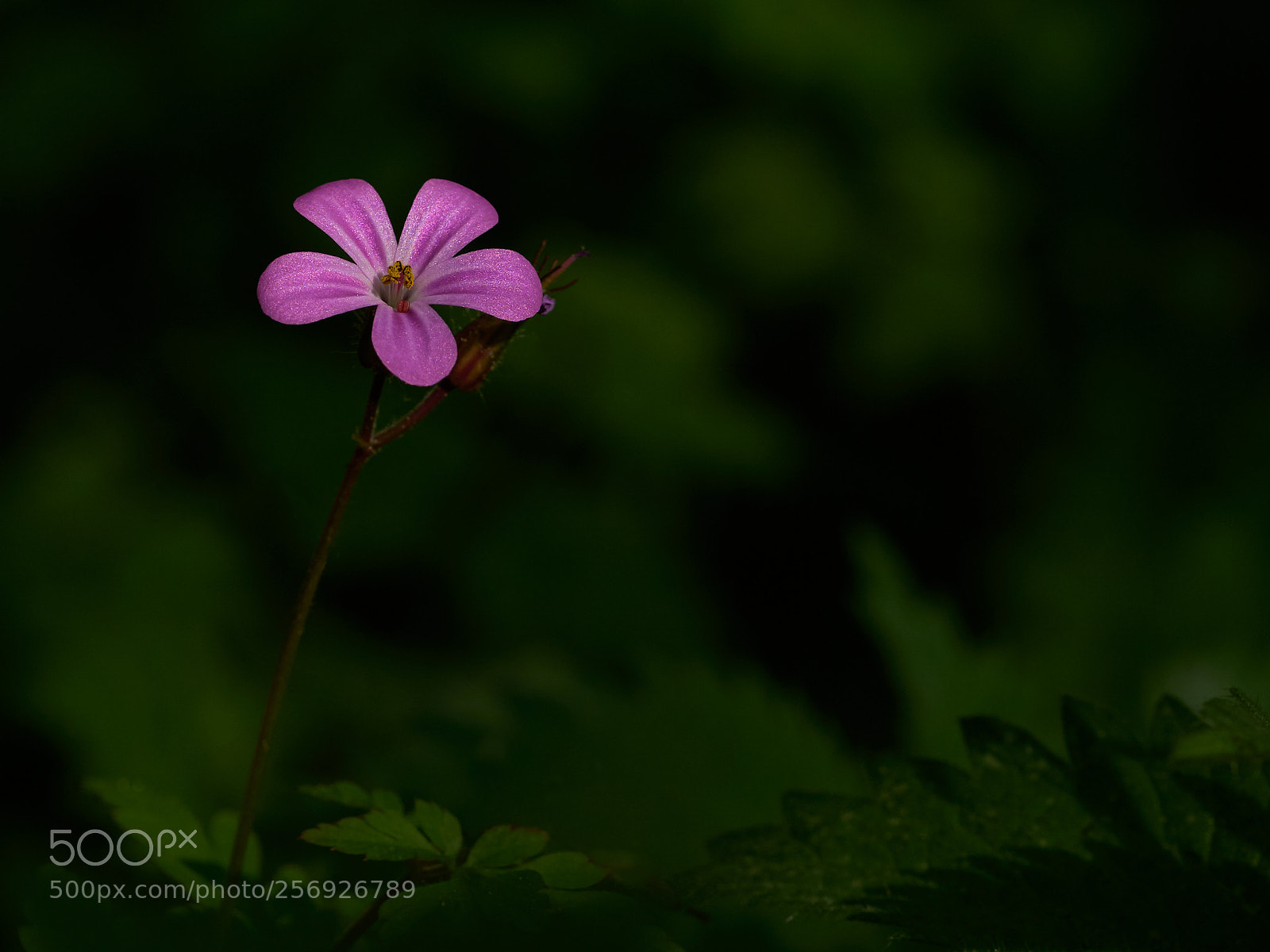 Sony ILCA-77M2 sample photo. ... photography