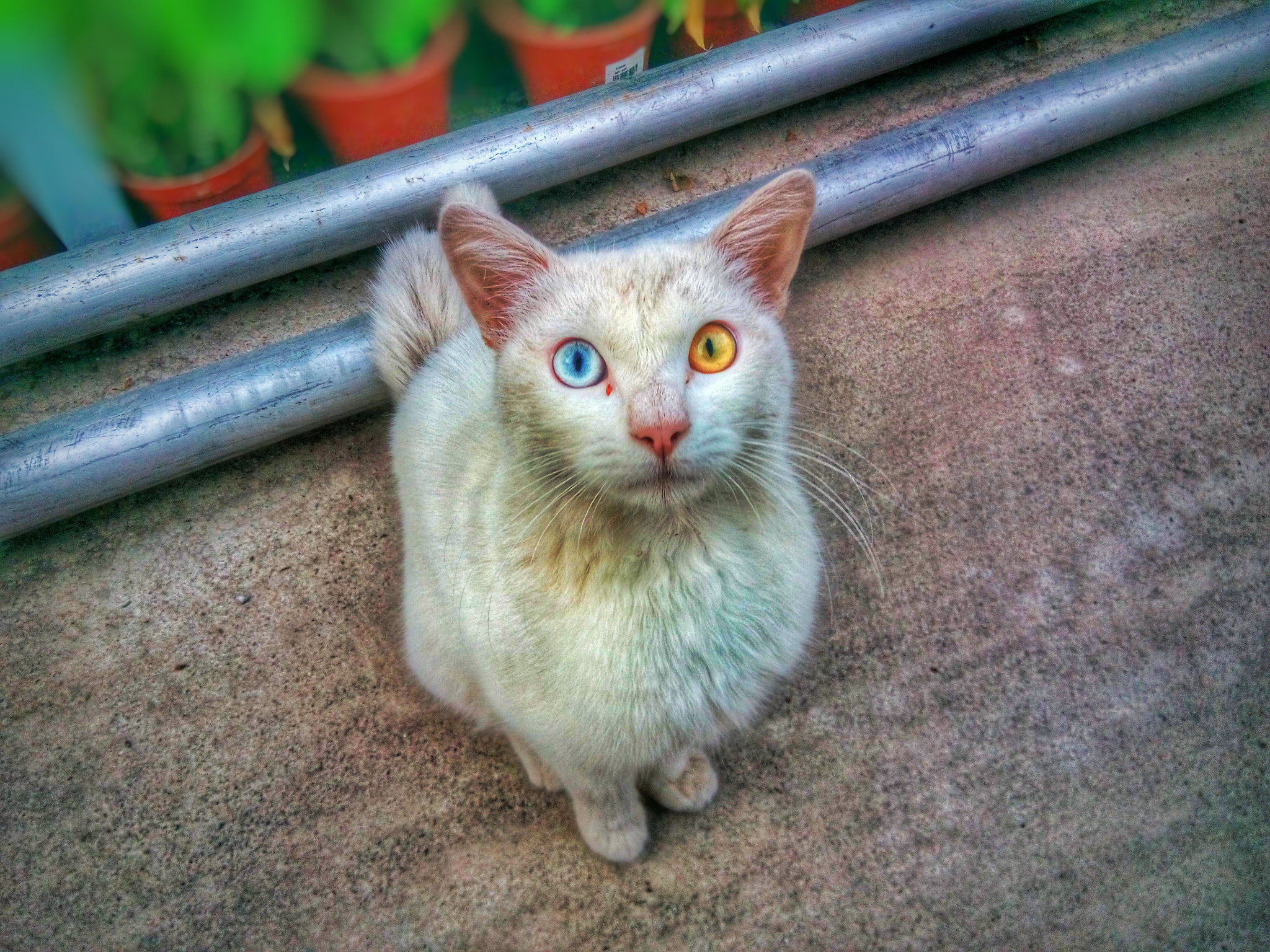 Xiaomi HM NOTE sample photo. Cat photography