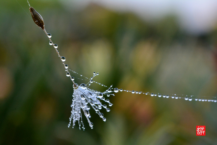 Nikon D7100 + Nikon AF-S Micro-Nikkor 60mm F2.8G ED sample photo. Raindrops 0507 photography