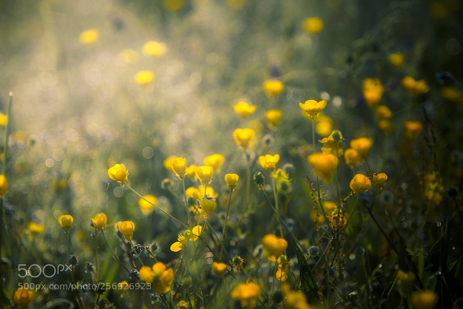 Nikon D750 sample photo. Good morning yellows photography