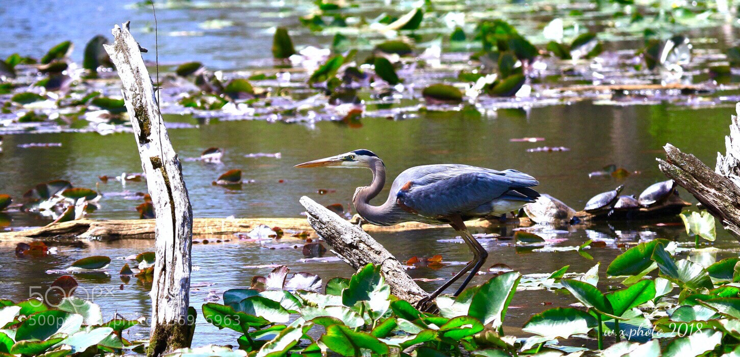 Canon EOS 7D Mark II sample photo. Marsh photography
