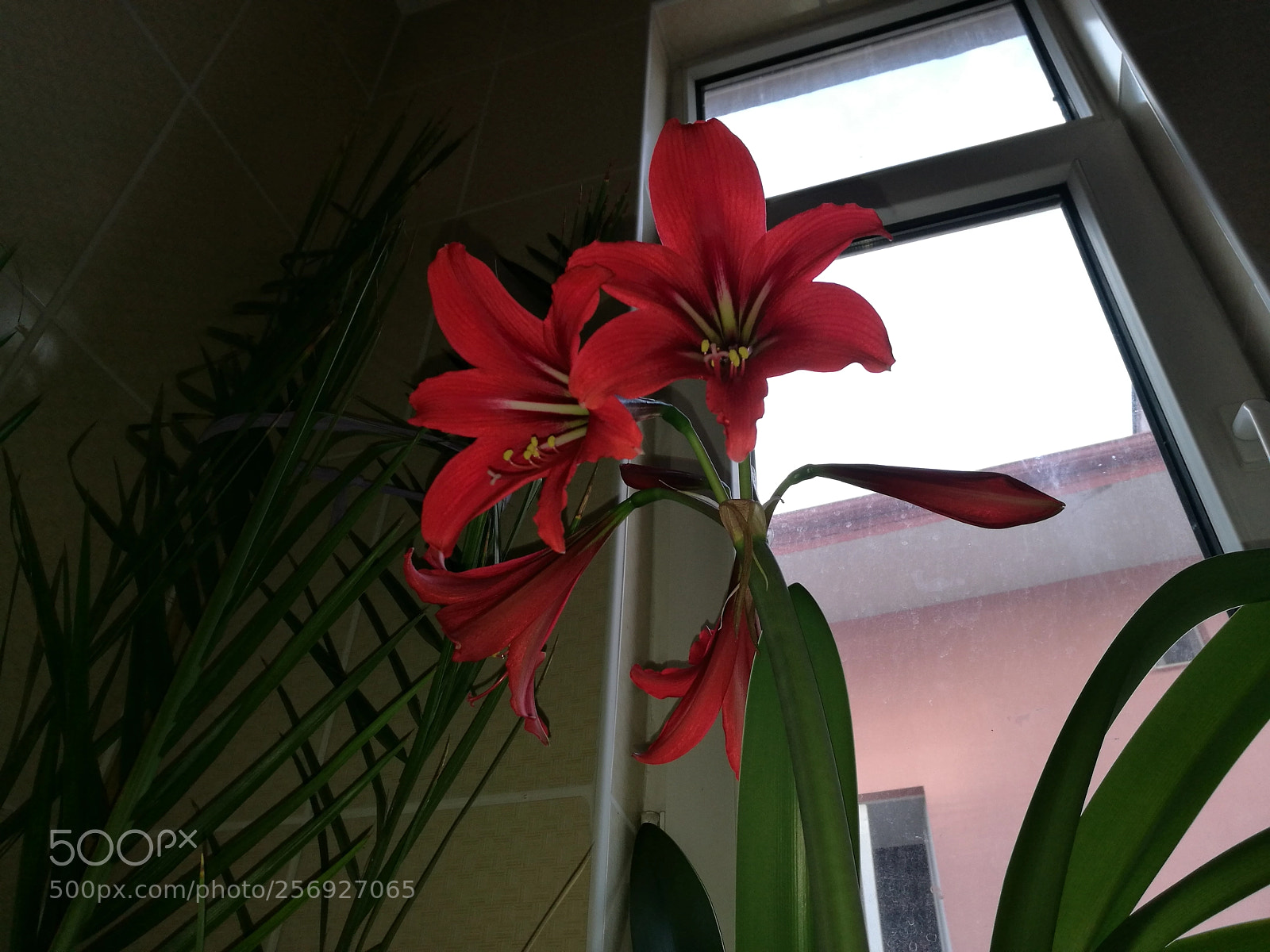 HUAWEI P9 sample photo. Untitled photography