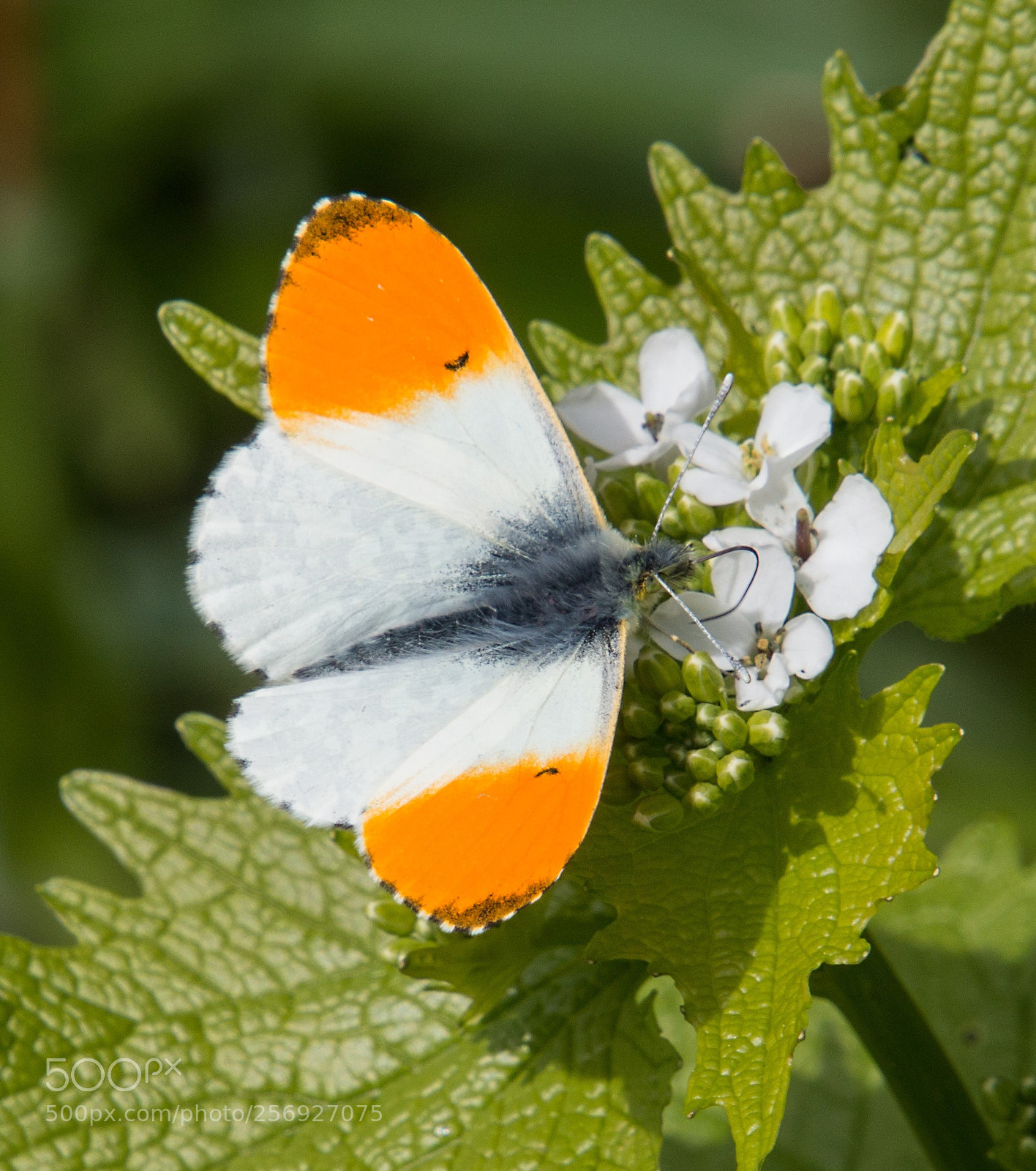 Canon EOS 70D sample photo. Aurora anthocharis cardamines photography
