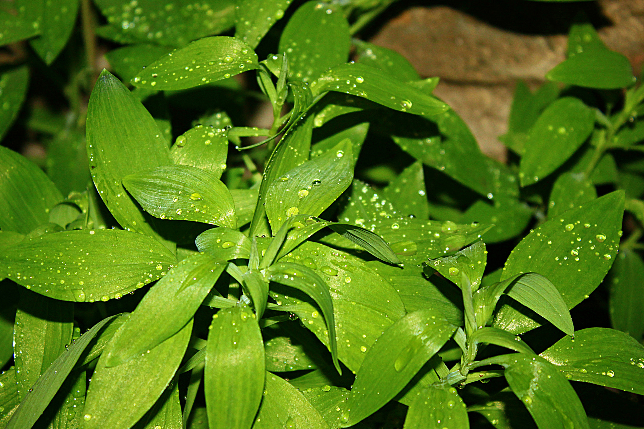 Canon EOS 500D (EOS Rebel T1i / EOS Kiss X3) sample photo. Night rain photography