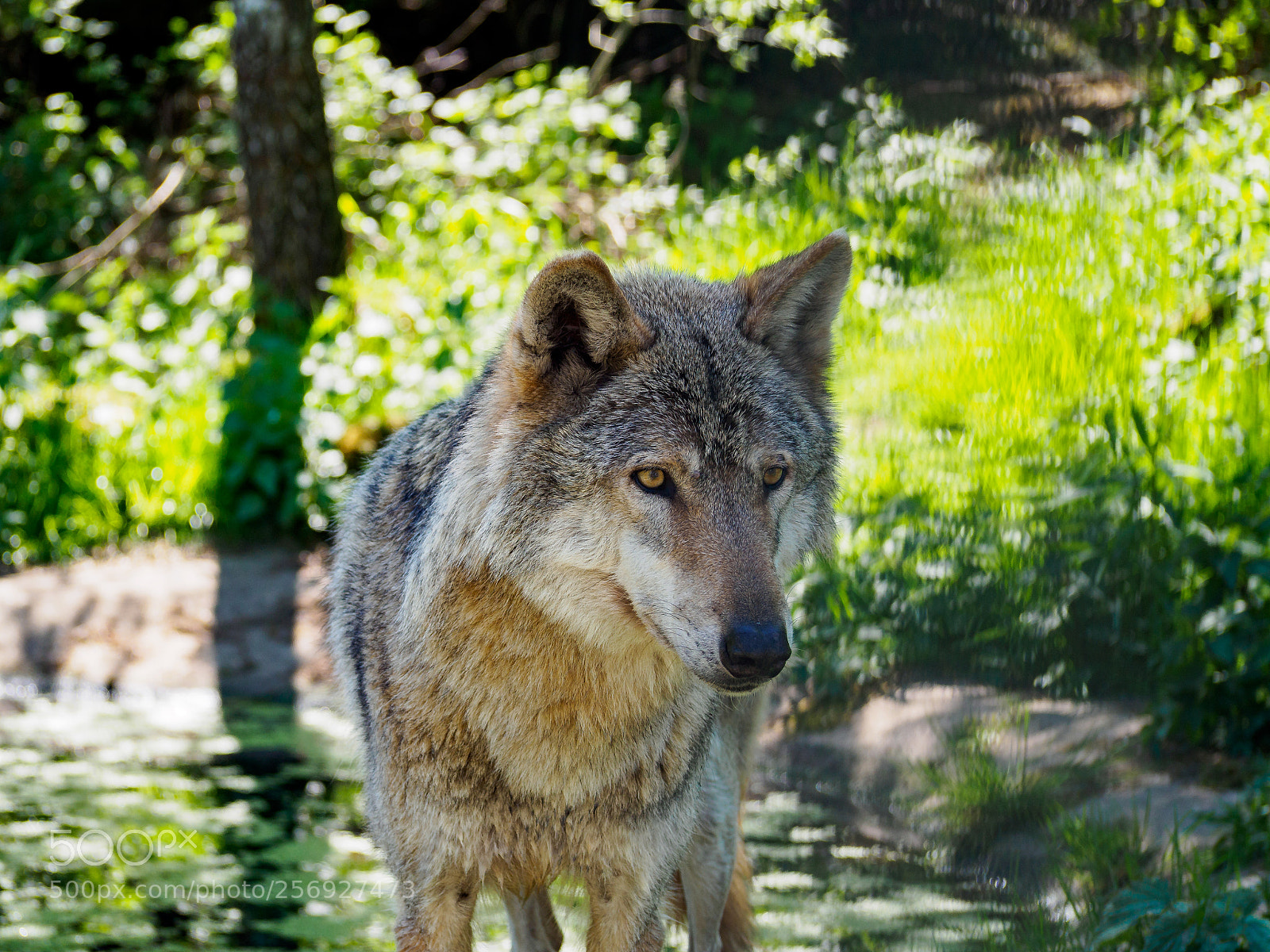 Olympus OM-D E-M5 II sample photo. Wolf photography