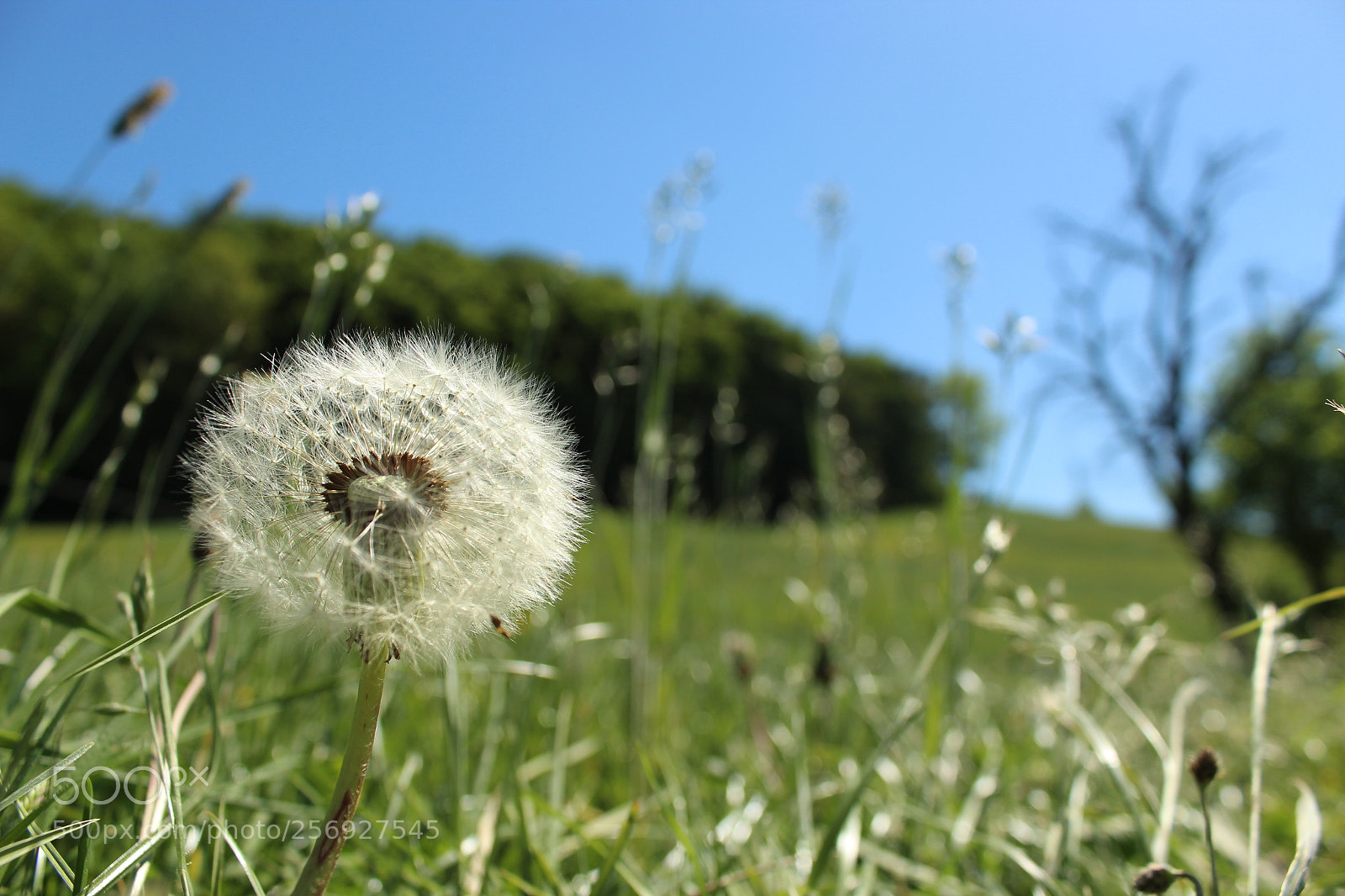Canon EOS 1300D (EOS Rebel T6 / EOS Kiss X80) sample photo. Pusteblumenliebe photography