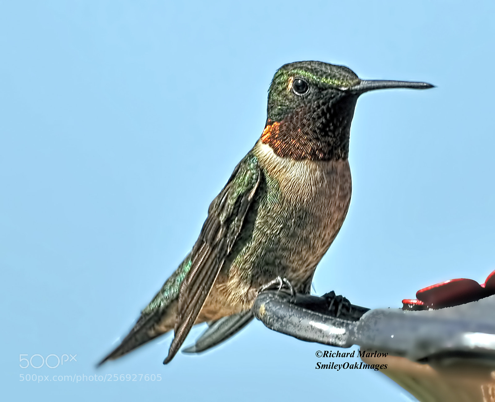 Nikon D5000 sample photo. Hummingbird photography