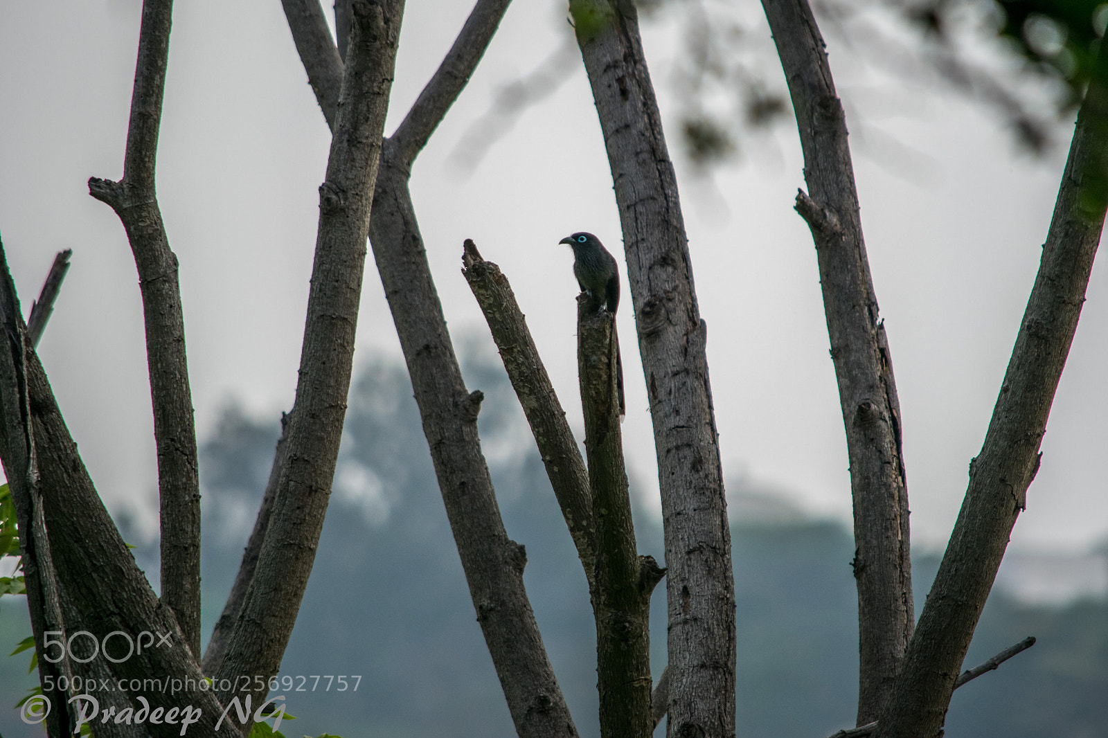 Nikon D3300 sample photo. Blue faced malkoha photography
