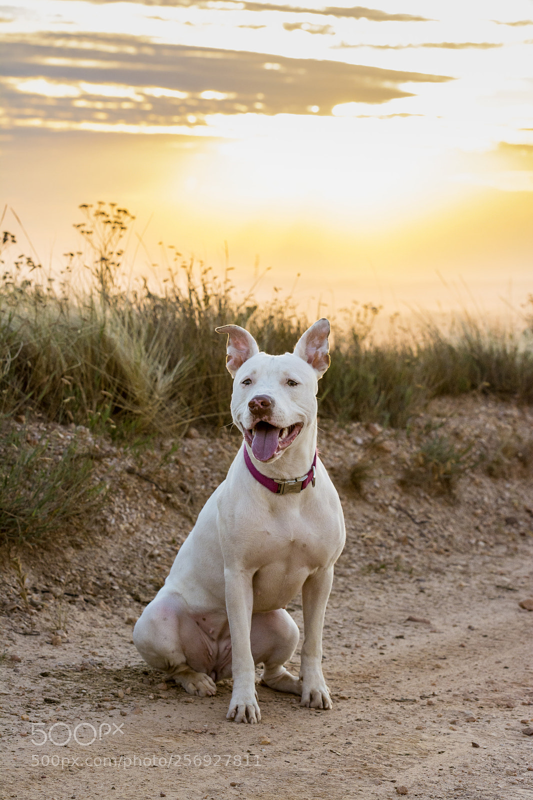 Nikon D7100 sample photo. Maggie photography