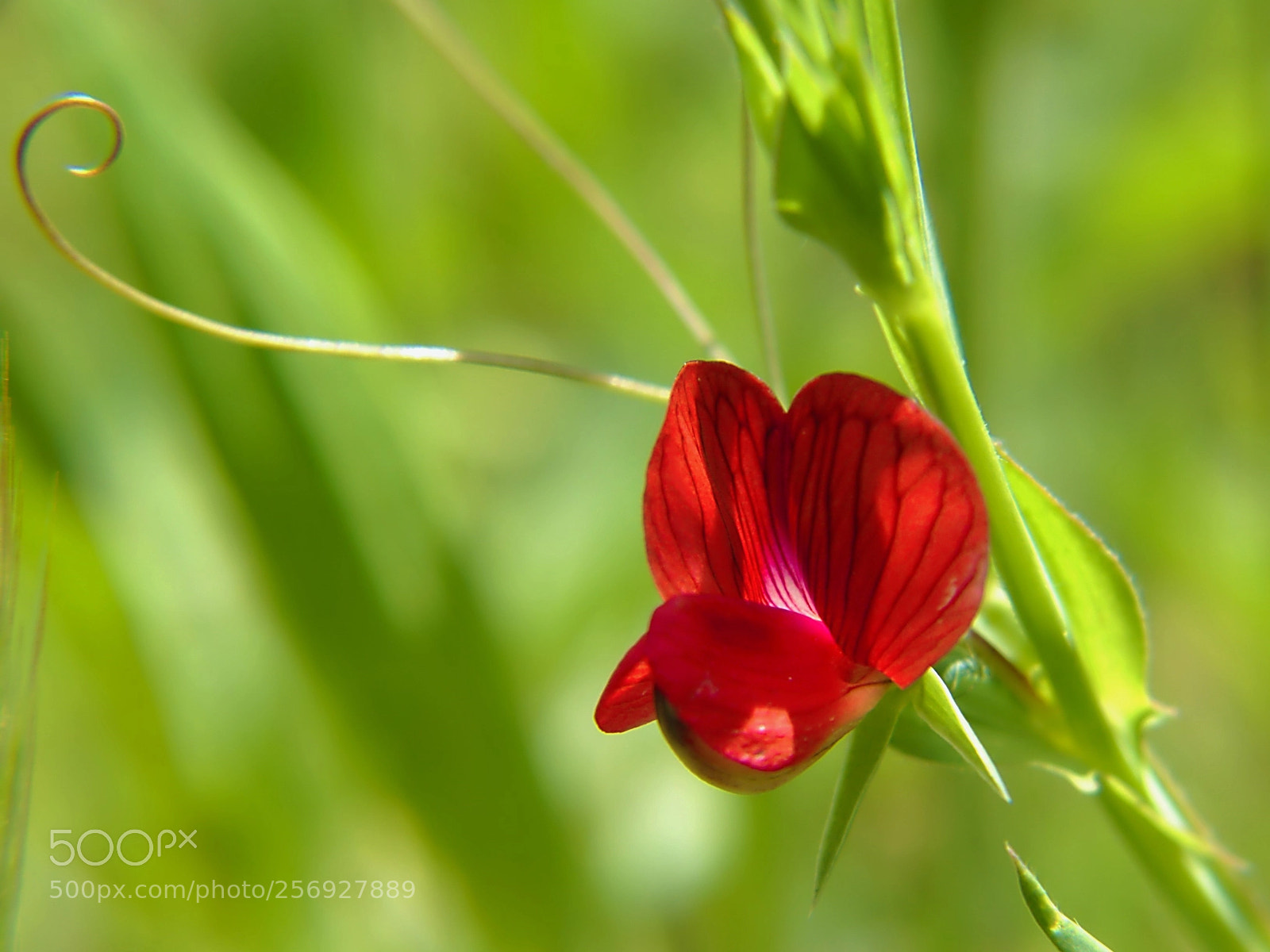Panasonic Lumix DMC-FZ200 sample photo. Lathyrus cicera photography