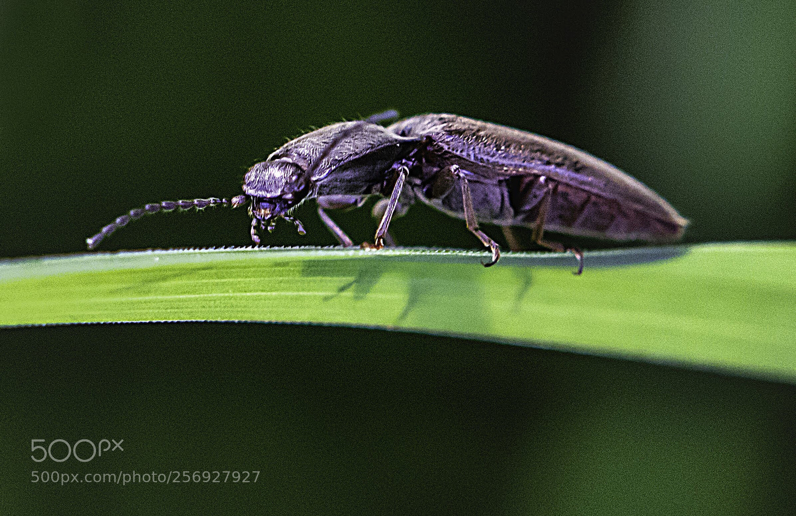 Nikon D7100 sample photo. Athous balcanicus photography