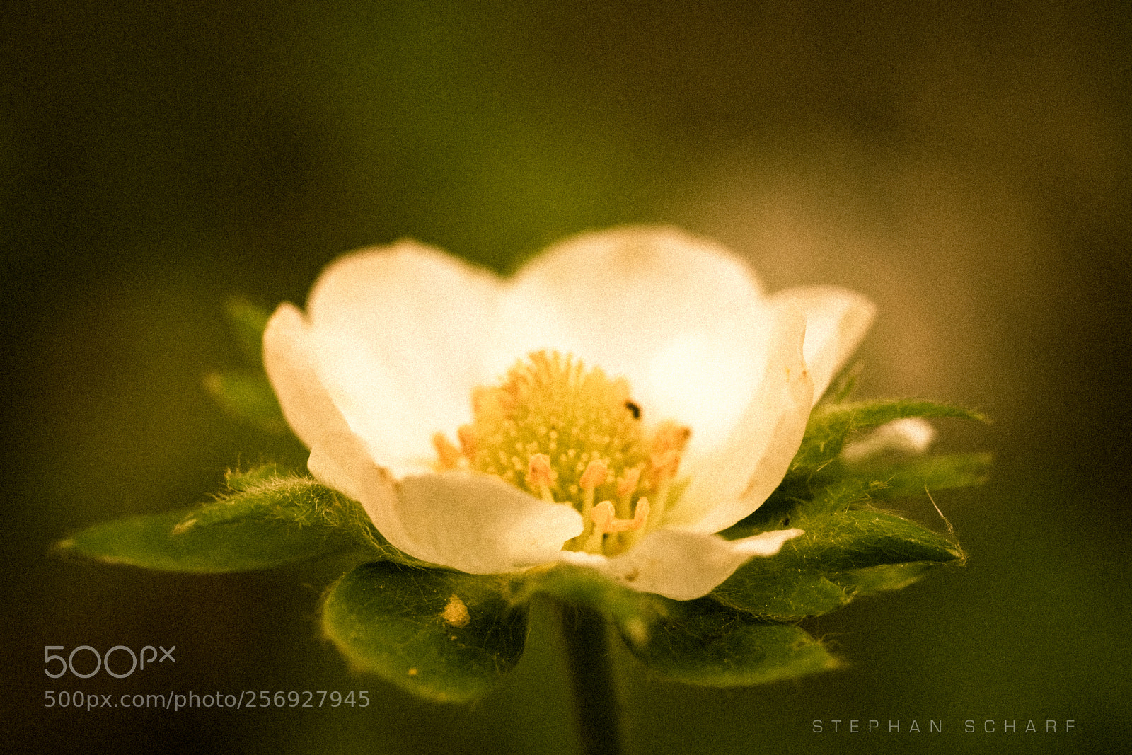 Fujifilm X-T10 sample photo. Flower photography