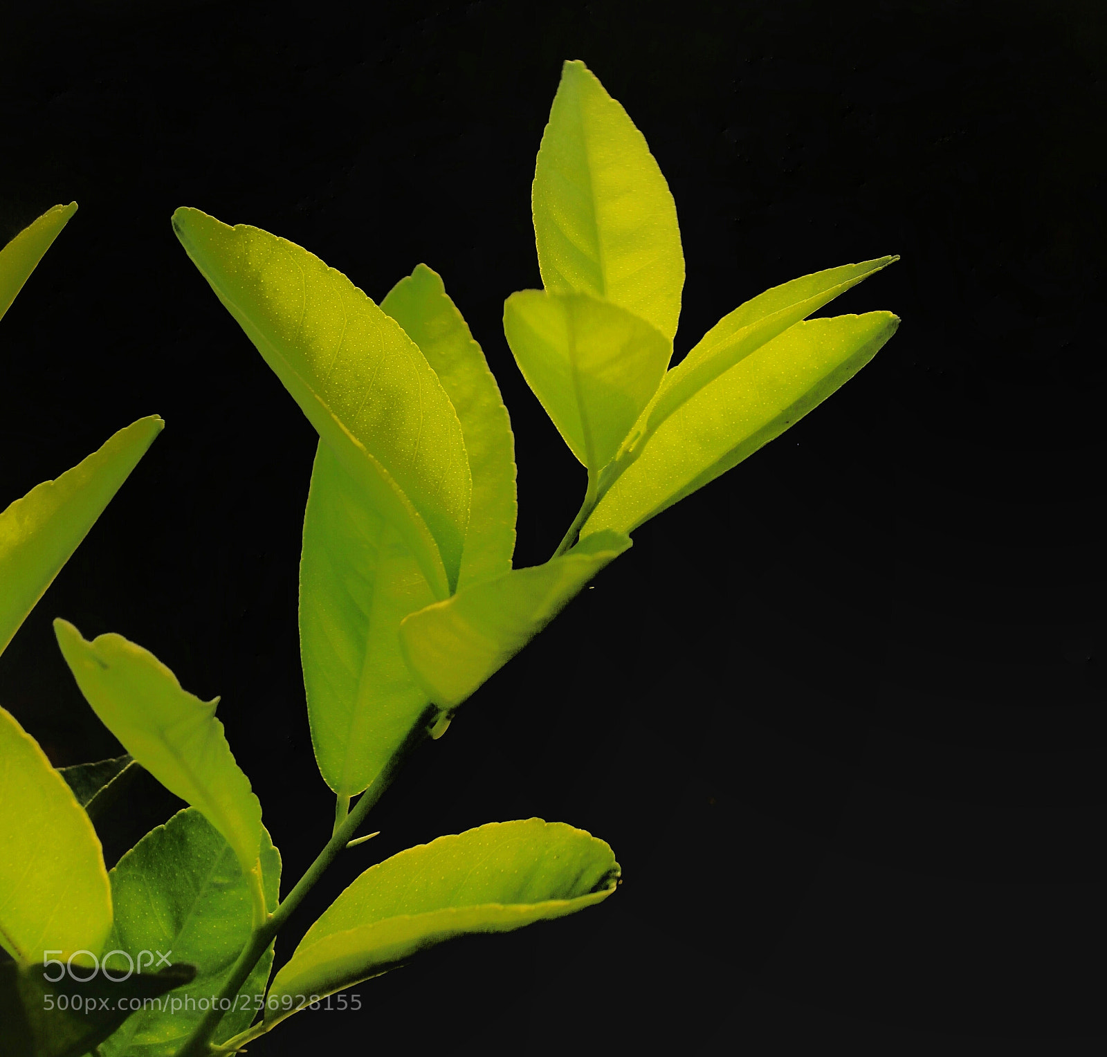 Canon EOS 550D (EOS Rebel T2i / EOS Kiss X4) sample photo. Life of leaves photography