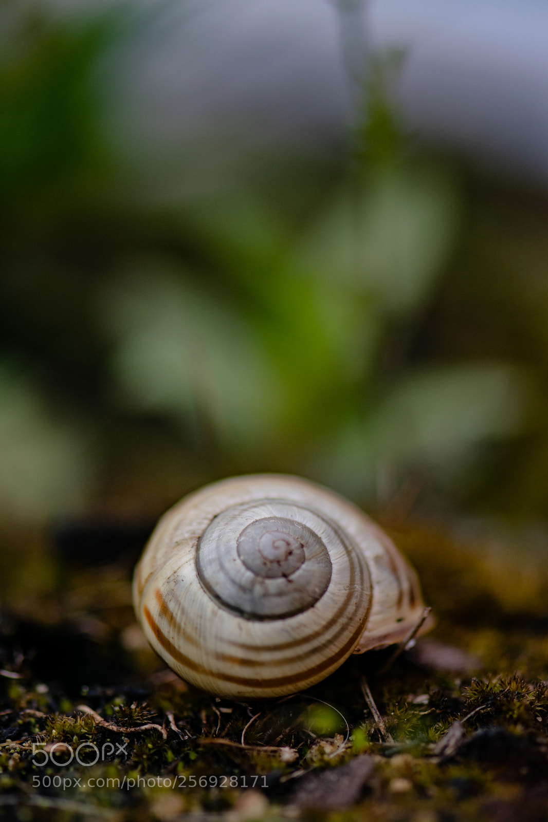 Nikon D3300 sample photo. Snail shell photography