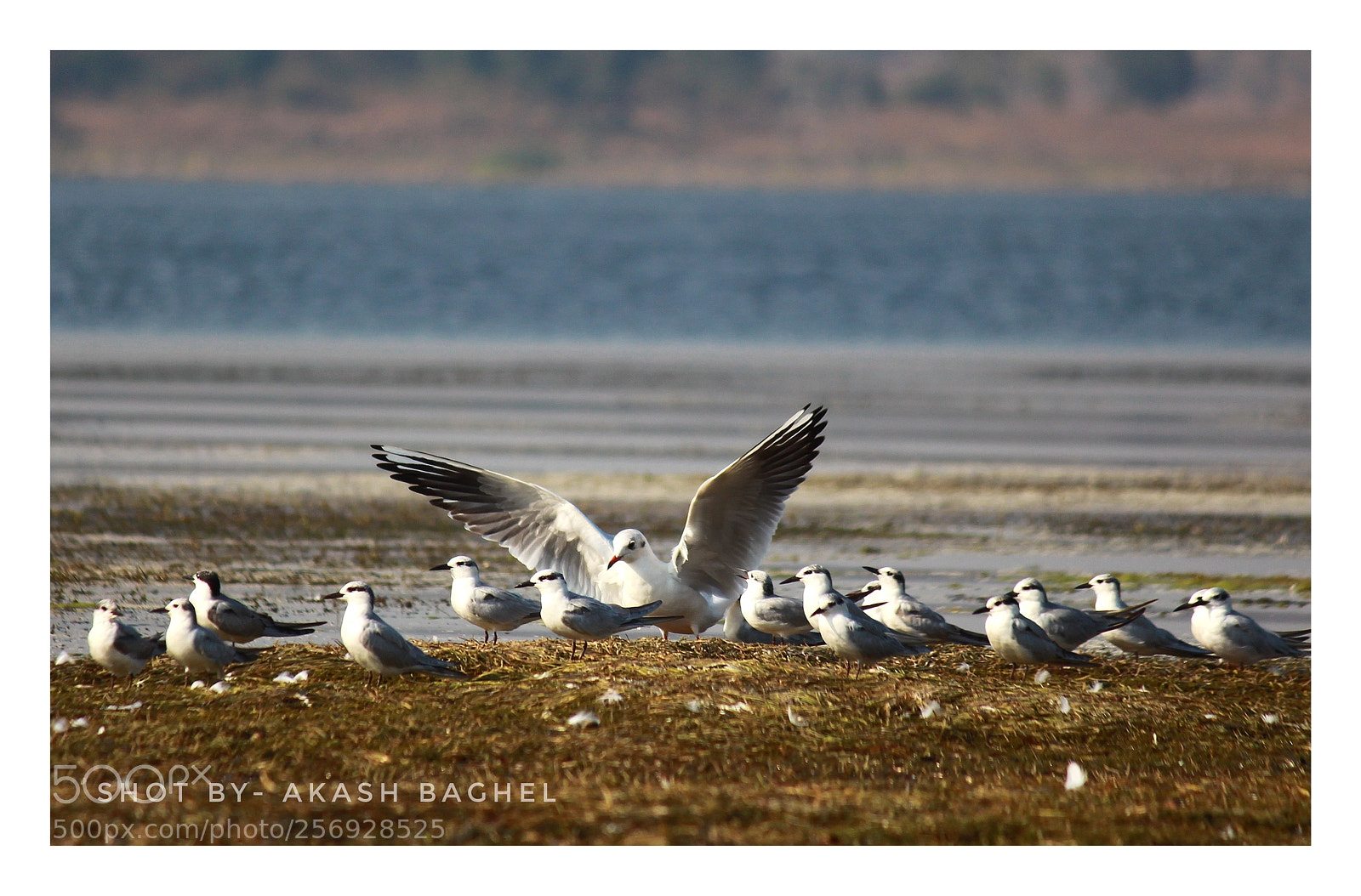 Canon EOS 700D (EOS Rebel T5i / EOS Kiss X7i) sample photo. Whiskered tern photography
