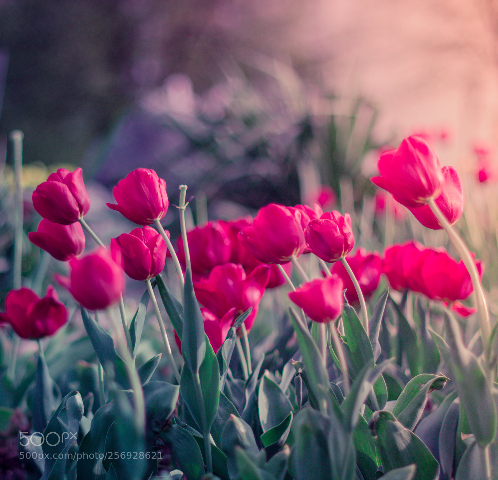 Nikon D7100 sample photo. Flowers photography