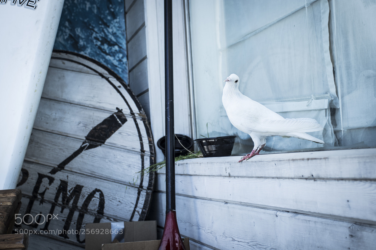 Canon EOS 80D sample photo. White photography