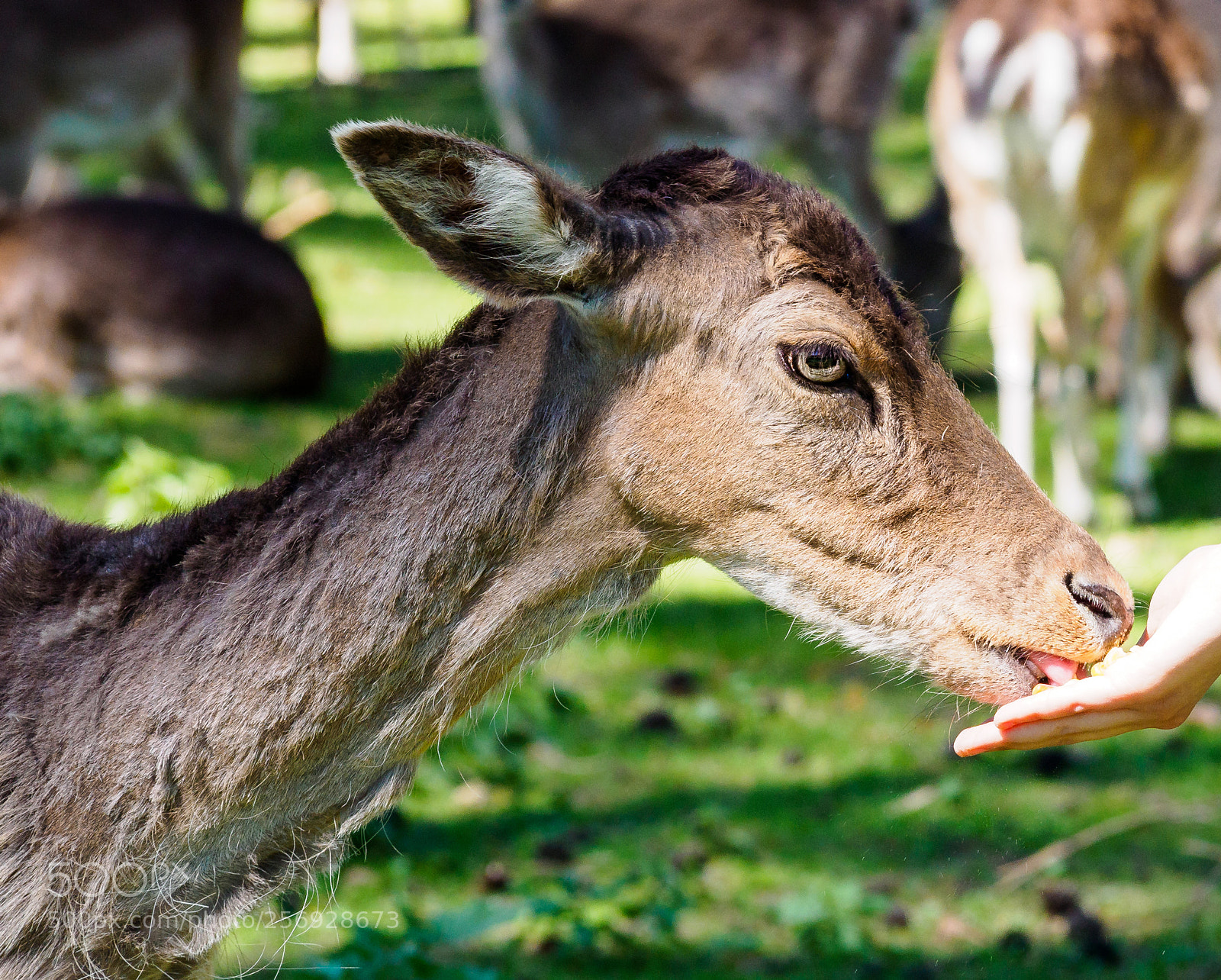 Olympus OM-D E-M5 II sample photo. Feeding time photography