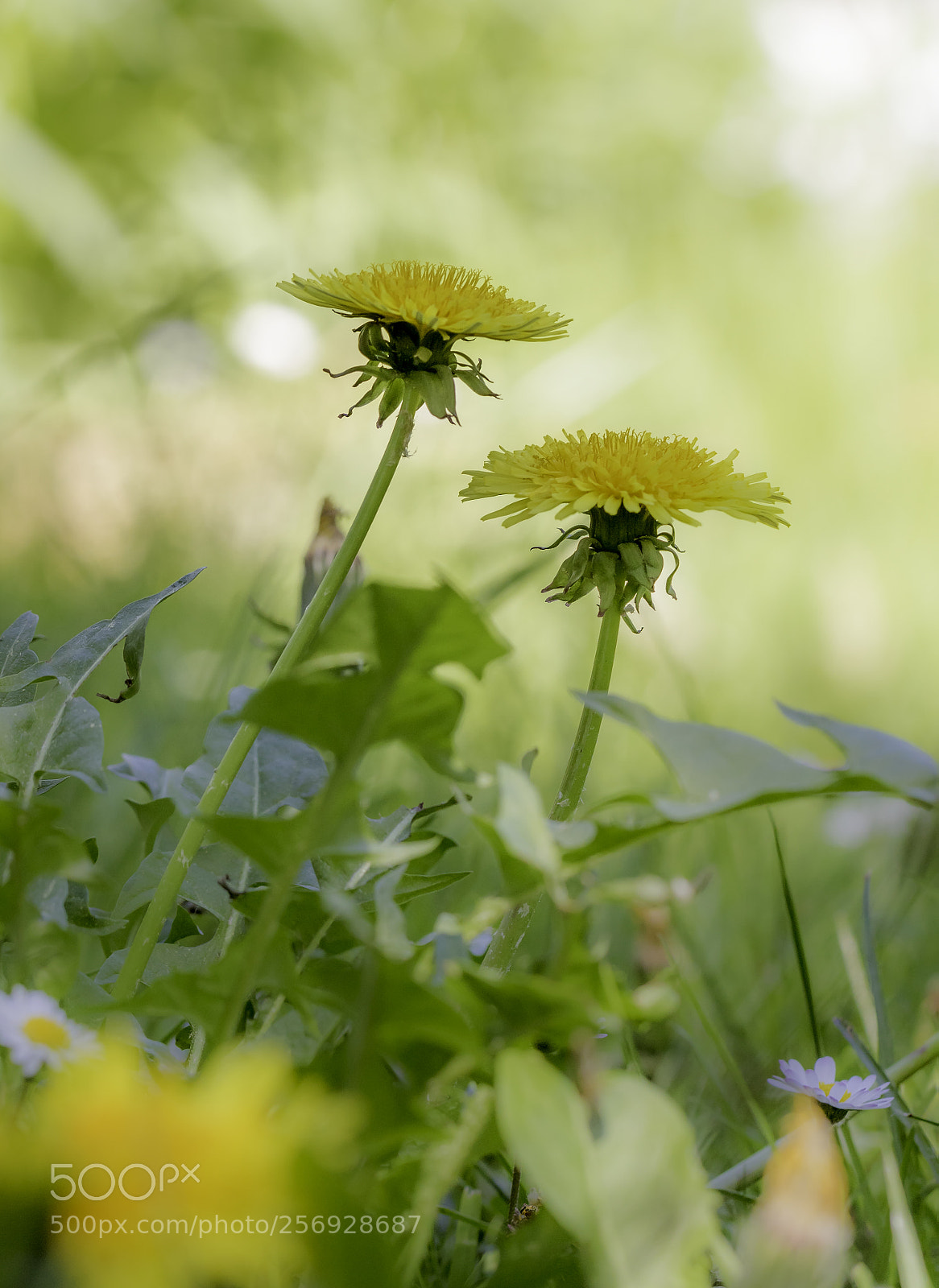 Canon EOS 760D (EOS Rebel T6s / EOS 8000D) sample photo. Dandelion view photography