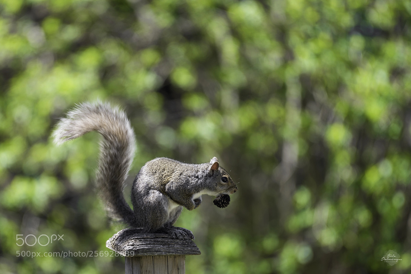 Nikon D810 sample photo. Lunch time photography
