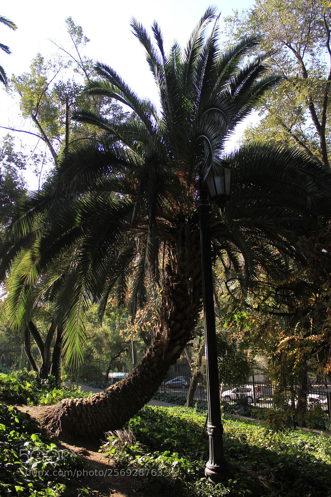 Canon EOS 7D sample photo. Palma y curva photography