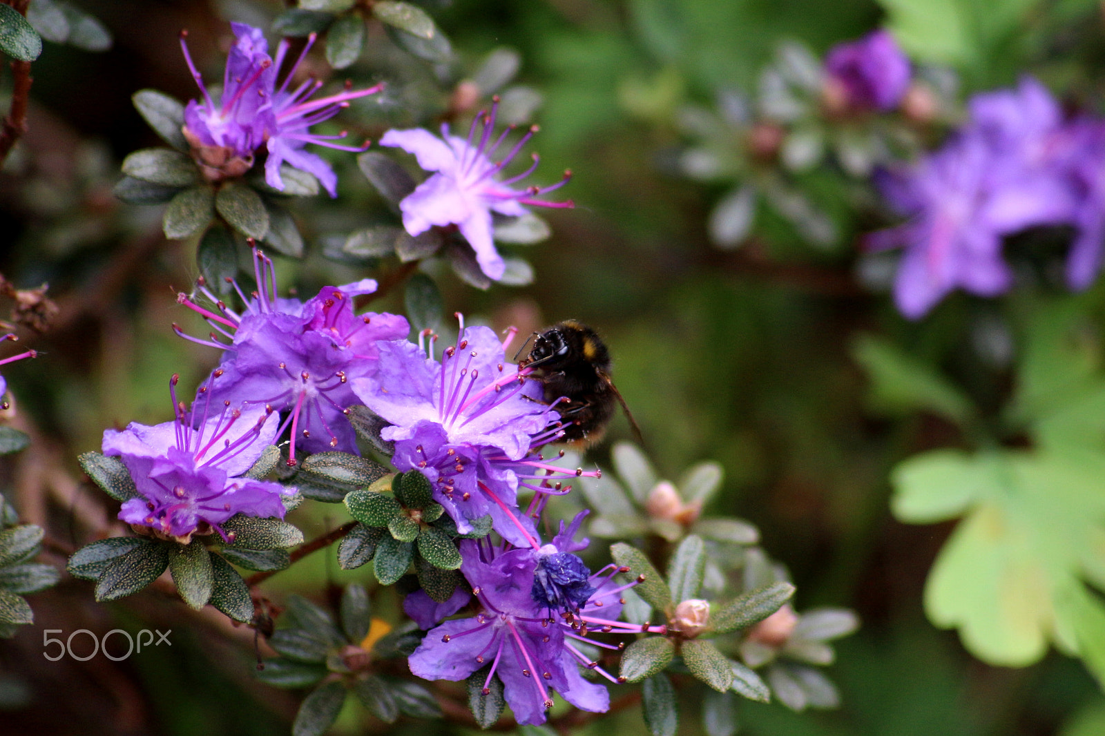 Canon EOS 100D (EOS Rebel SL1 / EOS Kiss X7) + Sigma 70-300mm F4-5.6 APO DG Macro sample photo. Purple blossom and bee photography