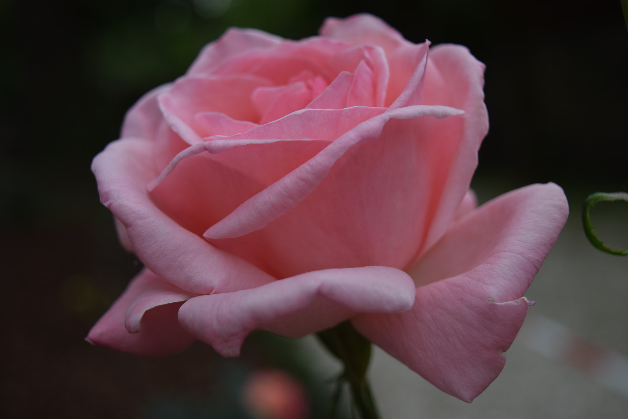 Nikon D5300 sample photo. Una rosa es una rosa photography