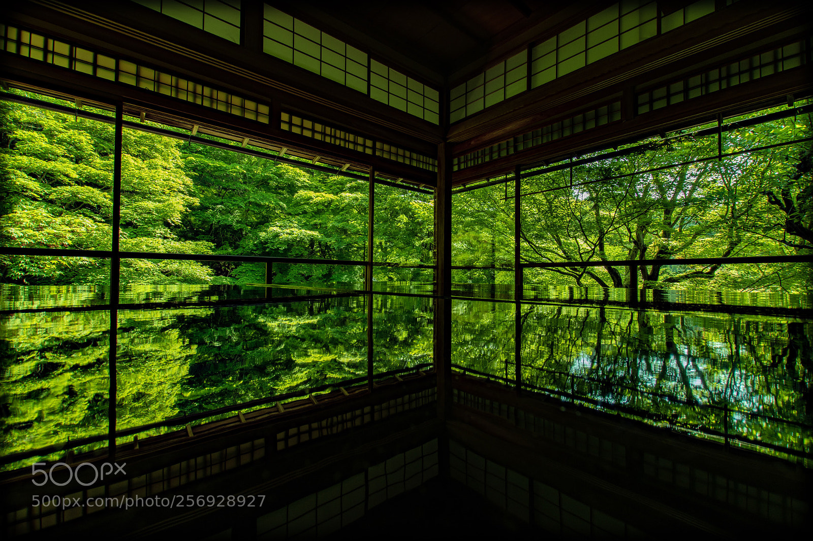 Nikon D7500 sample photo. 瑠璃光院 青もみじ photography