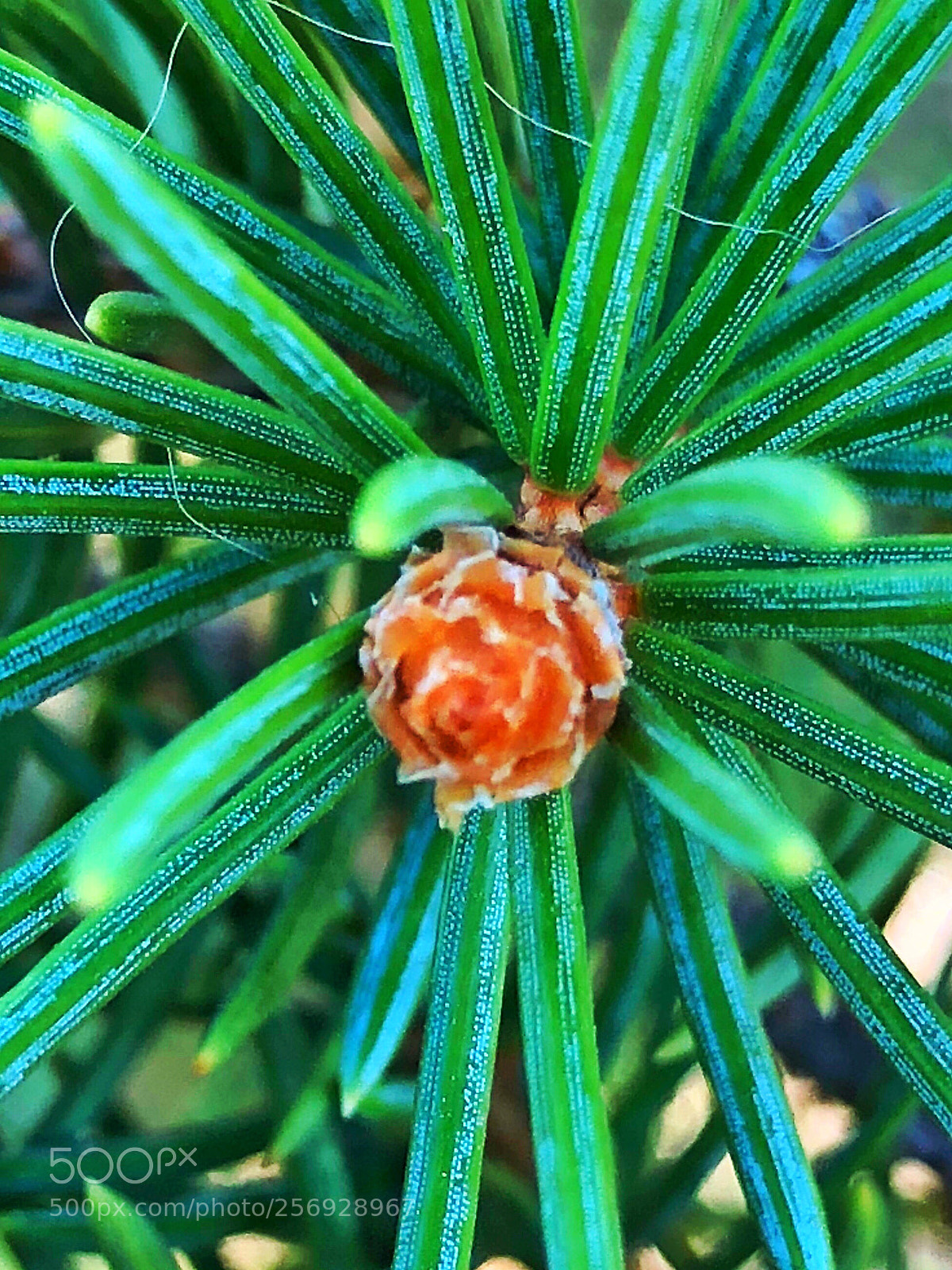 Apple iPhone X sample photo. Untitled photography