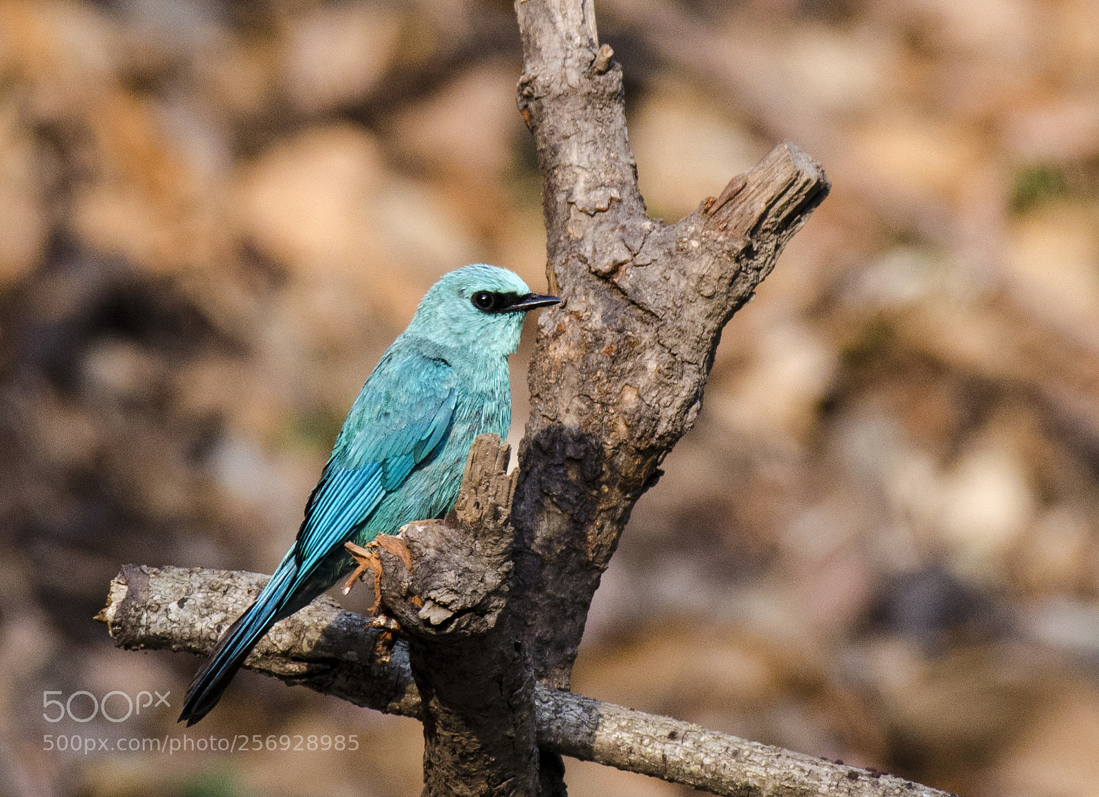 Nikon D5100 sample photo. Verditer fly catcher photography