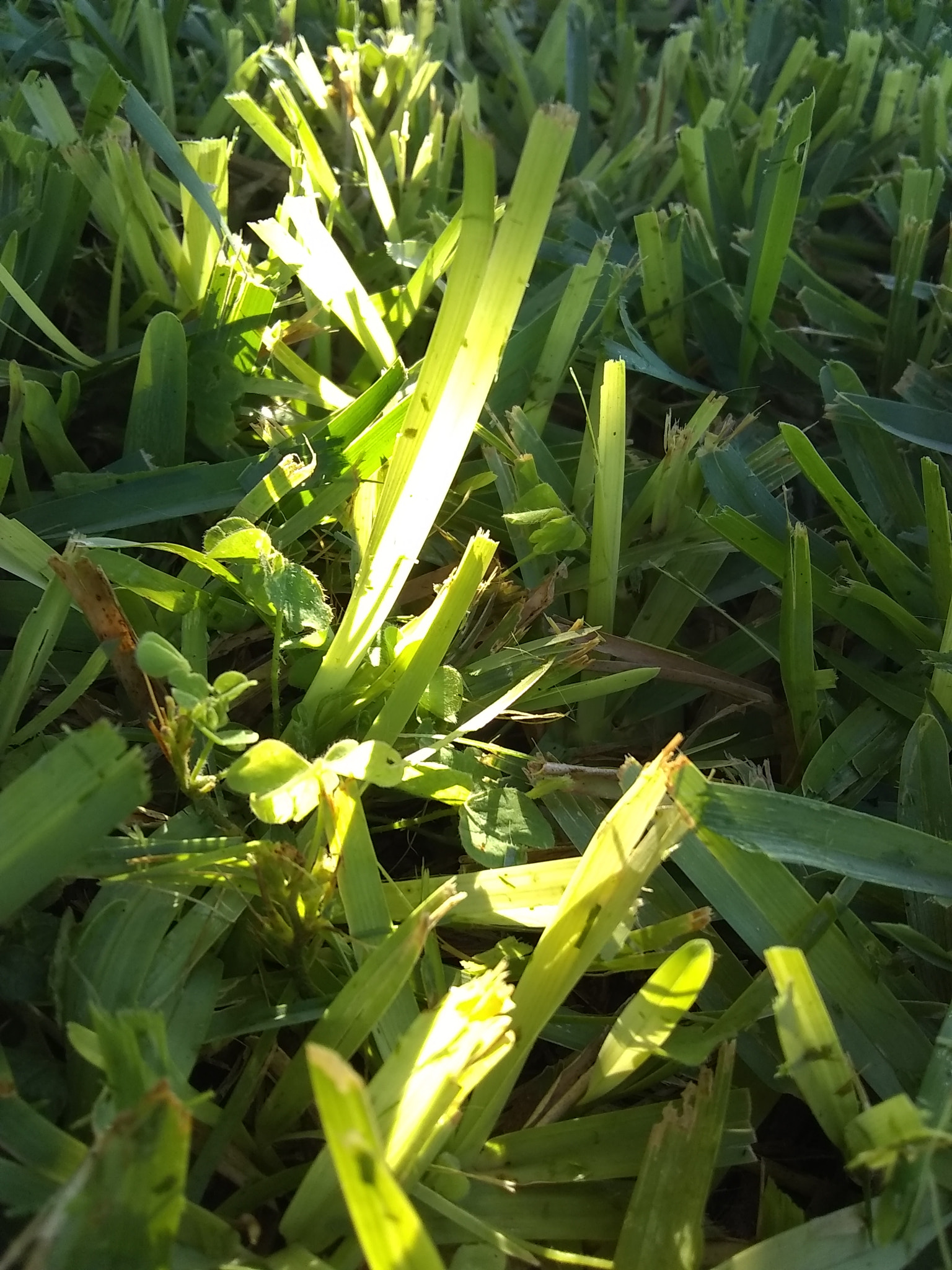 Motorola Moto E4 sample photo