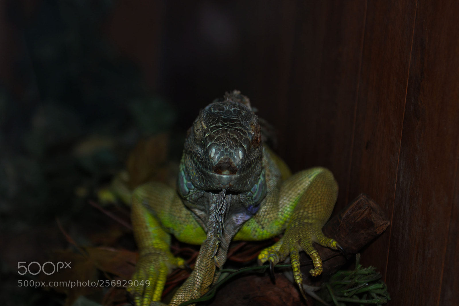 Nikon D610 sample photo. Untitled photography