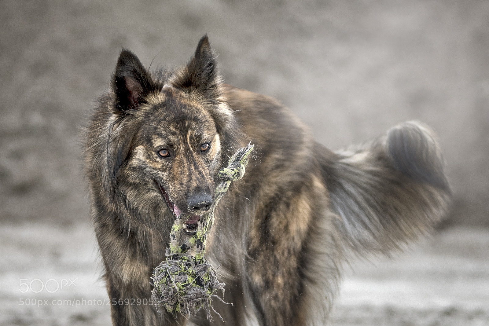 Nikon D750 sample photo. Dutch shepard dog photography
