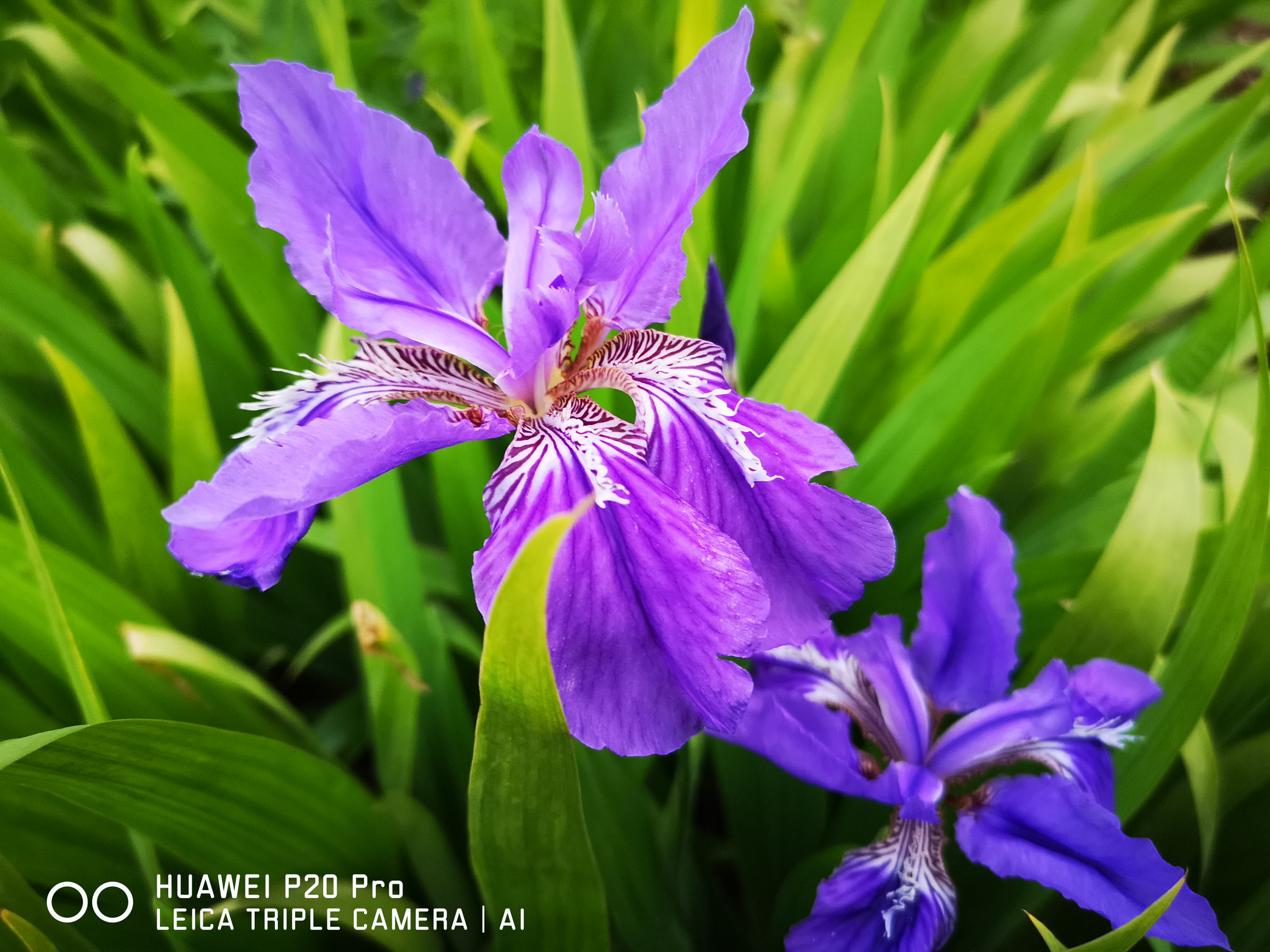 HUAWEI P20 Pro sample photo