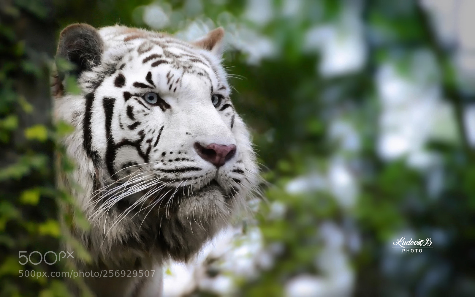 Nikon D7000 sample photo. Tigre blanc photography
