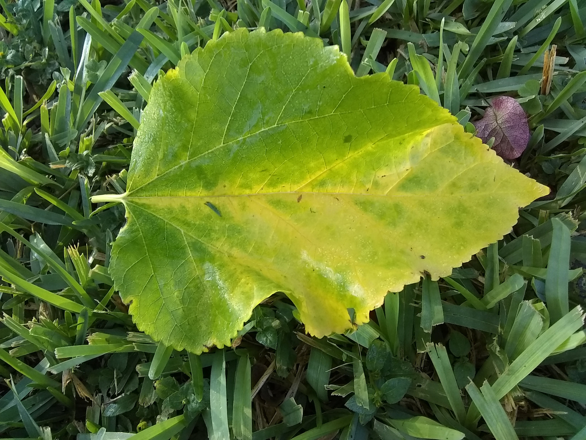 Motorola Moto E4 sample photo. Resting leaf photography