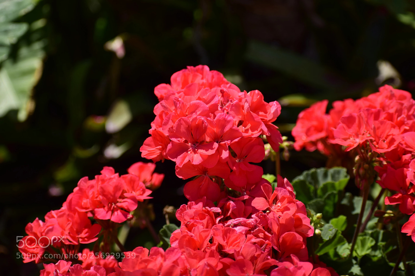 Nikon D3300 sample photo. Dsc photography