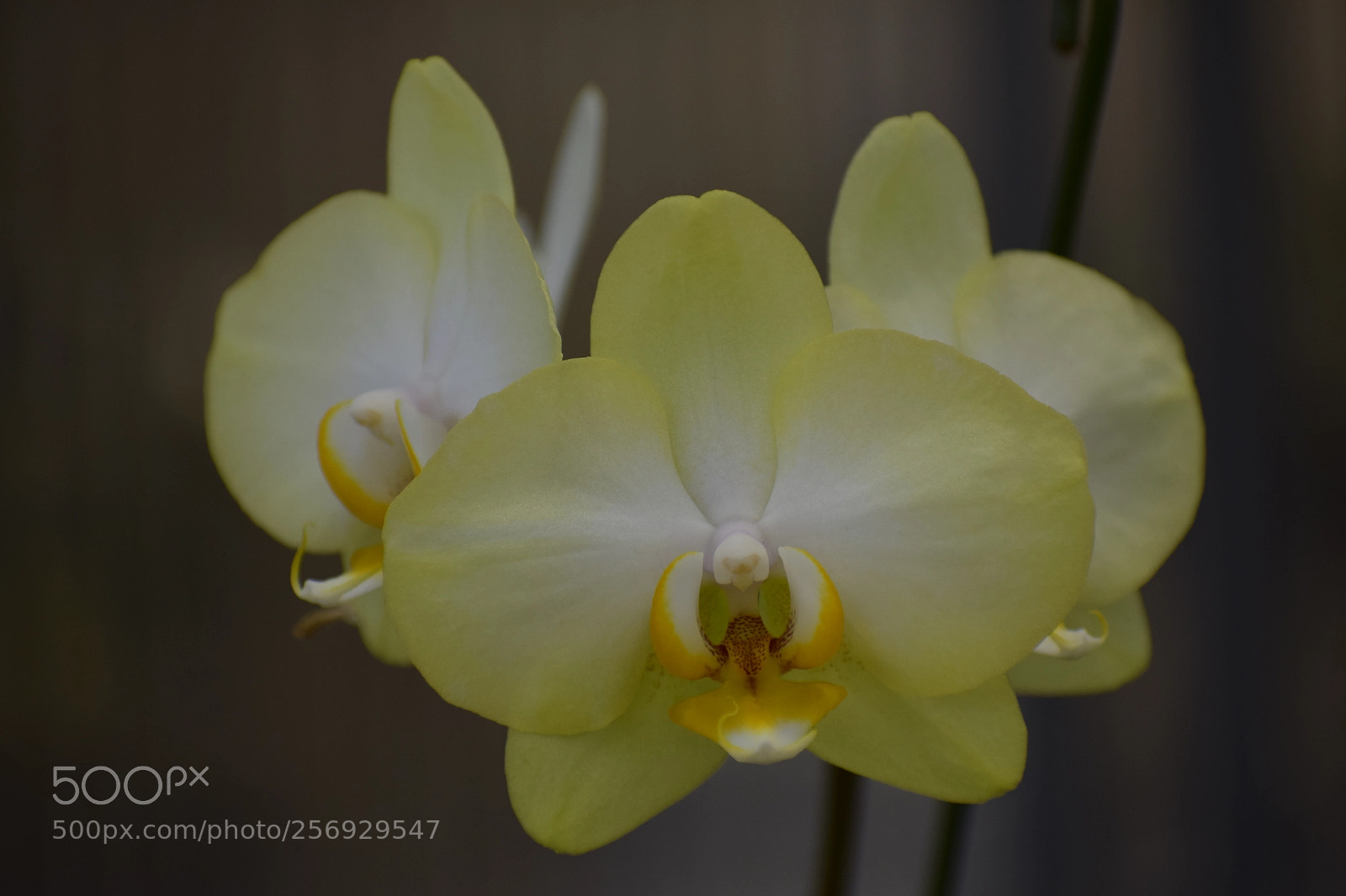 Nikon D3300 sample photo. Dsc photography