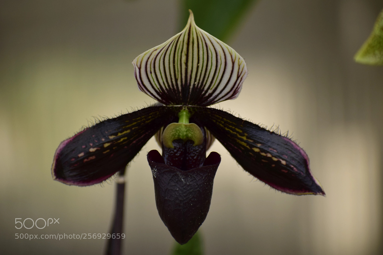Nikon D3300 sample photo. Dsc photography