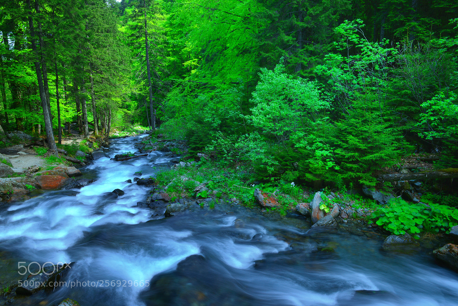 Nikon D800 sample photo. F photography