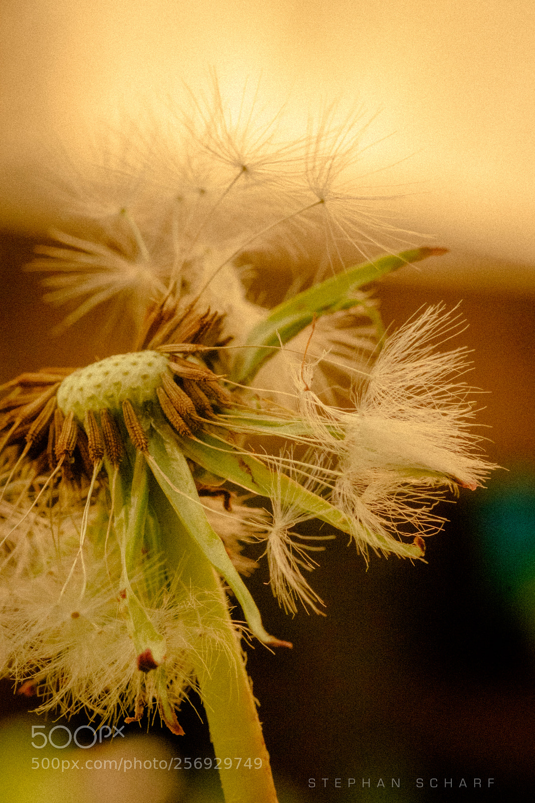 Fujifilm X-T10 sample photo. Dandelion photography