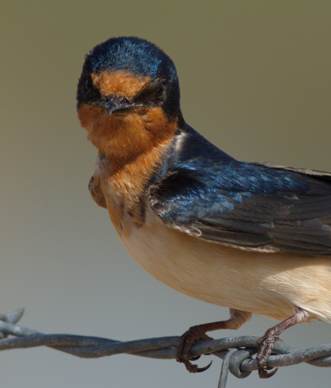 Canon EOS 7D Mark II + Canon EF 400mm F5.6L USM sample photo. Resting photography